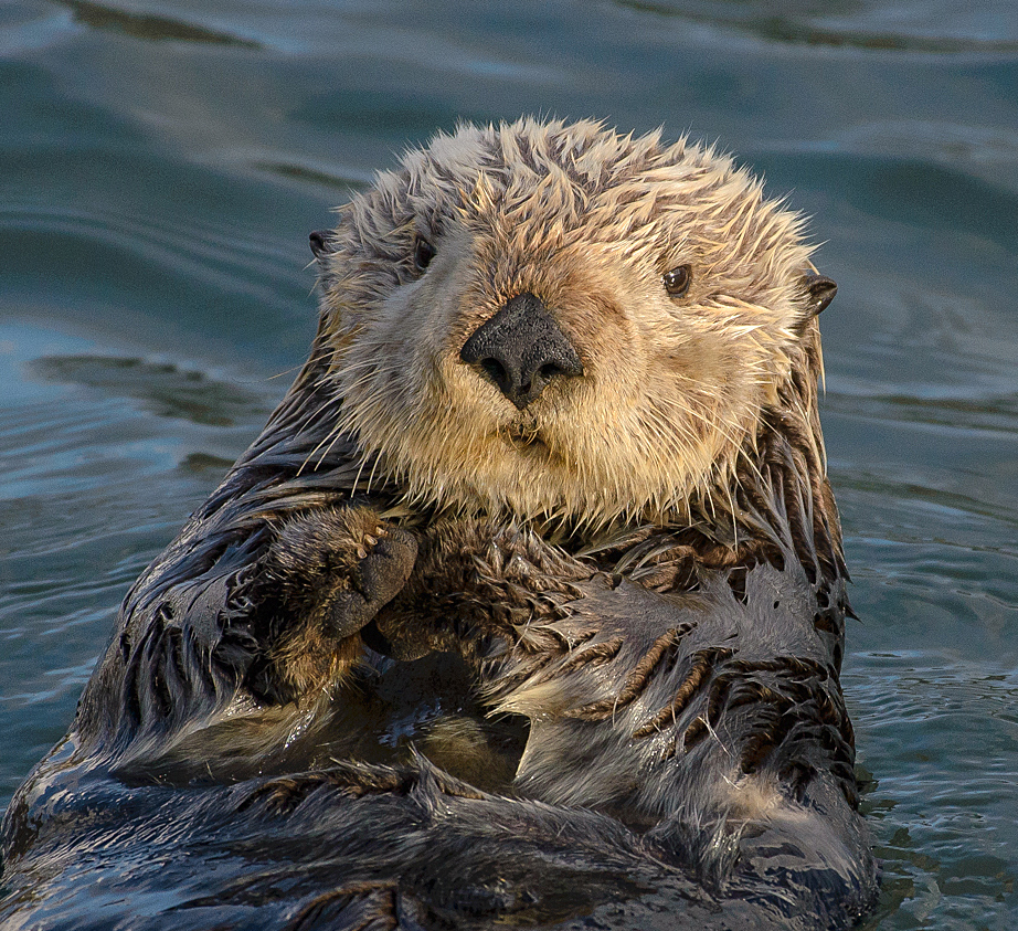 Sea otter floating on its back in coastal waters
